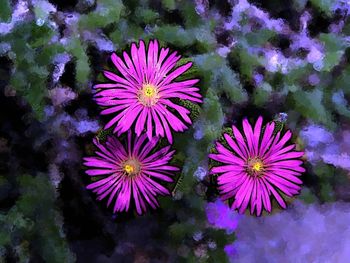 Close-up of pink flower