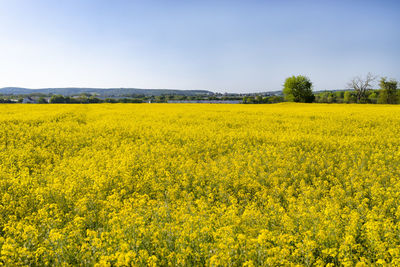 Scenic view of oilseed rape field against sky