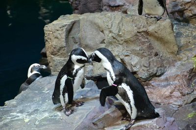 View of penguins mating