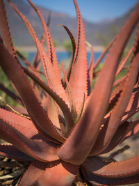 Close-up of aloe vera plant 