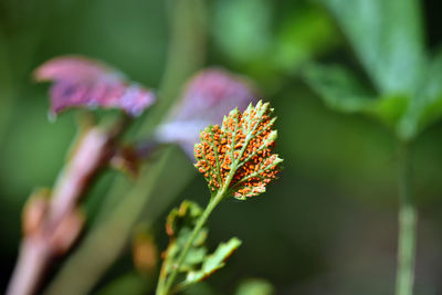 Close-up of flowering plant