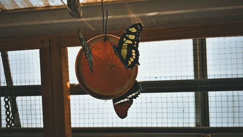 Close-up of butterfly on window