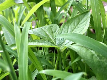 Close-up of raindrops on grass
