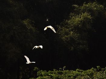 Two birds flying in the forest