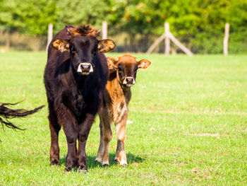 Horses in a field