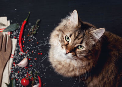 Close-up portrait of cat