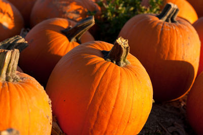 Close-up of pumpkins on field 