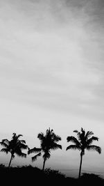 Low angle view of palm trees against sky