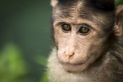 Close-up of monkey