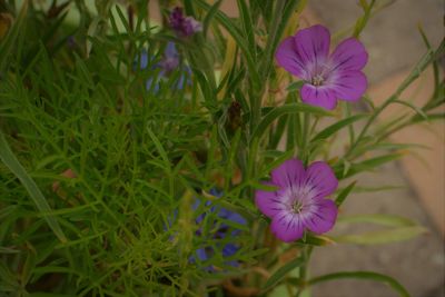 Close-up of purple flowers blooming outdoors