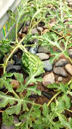 Close-up of plants