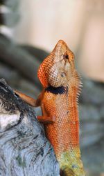 Close-up of a lizard