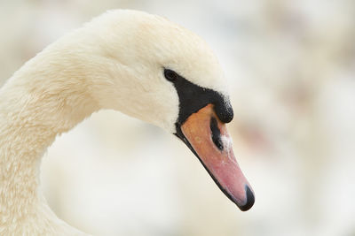 Close-up of swan