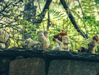 Birds perching on a tree