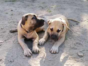 High angle view of dog resting on sand