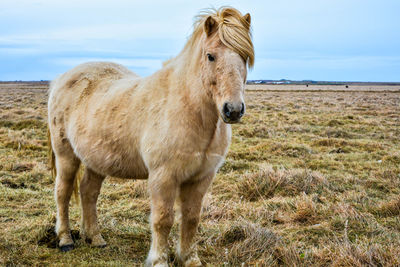 Horse standing on field against sky