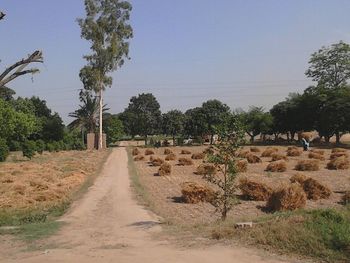 Road passing through forest