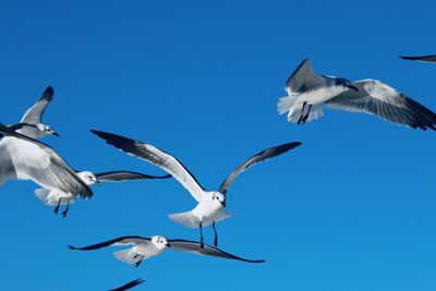 Low angle view of bird flying against clear blue sky