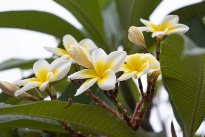 Close-up of white flowering plant