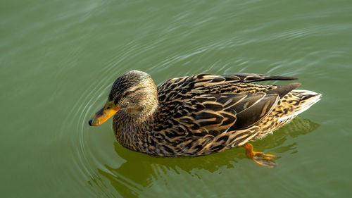 Mallard duck ducks on lake pond drakes and hens low level close up view