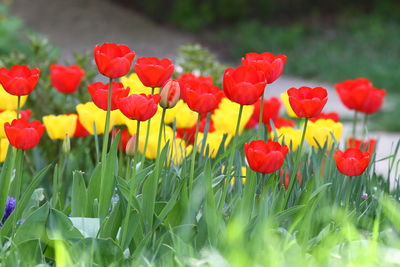 Close-up of red tulips in bloom