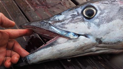 Close-up of hand holding fish