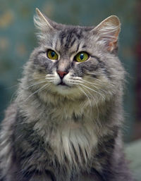 Close-up portrait of a cat