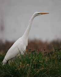 Close-up of a bird on grass