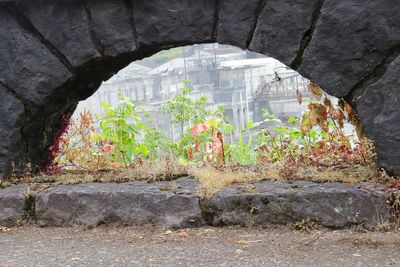 Plants by stone wall