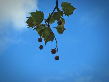 Low angle view of tree against blue sky