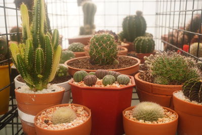 Potted plants at market stall