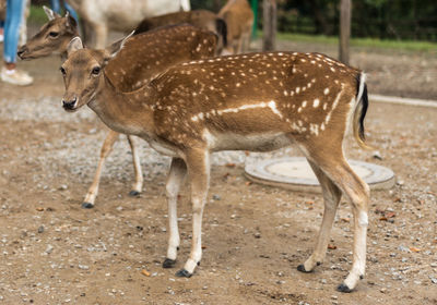 Deer standing in a field