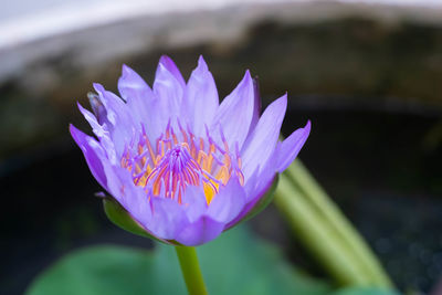 Close-up of purple lotus