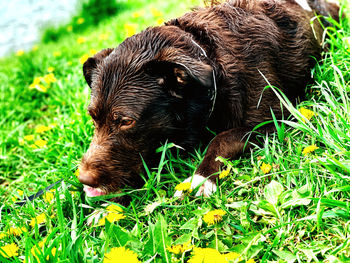 Close-up of a dog on field