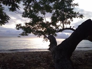 Tree by sea against sky