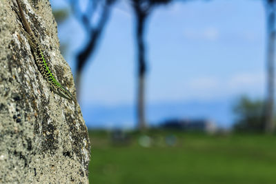 Close-up of tree trunk