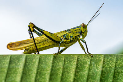 Close-up of grasshopper on banana leave