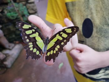 Midsection of person holding butterfly