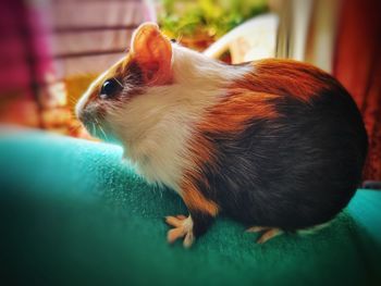 Close-up of cat sitting at home