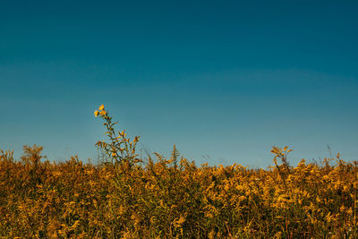 Yellow flowering plants on field against clear blue sky