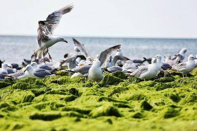 Seagull flying over sea