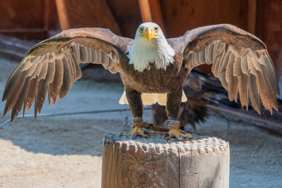 Close-up of eagle flying over wooden post