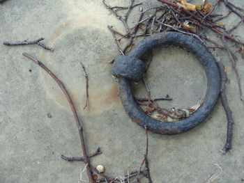 Close-up of lizard on rusty wheel