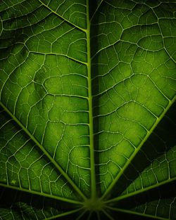 Close-up of green leaves