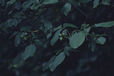 High angle view of flowering plant