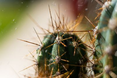 Close-up of cactus