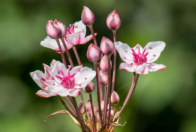 Close up of grass rush flowers in bloom