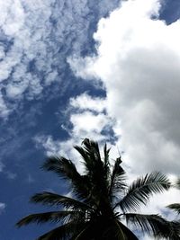 Low angle view of palm tree against sky