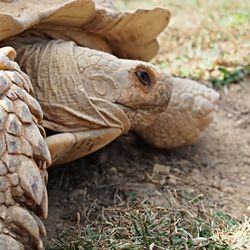 Close-up of tortoise