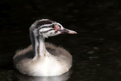 Close-up of duck swimming in lake